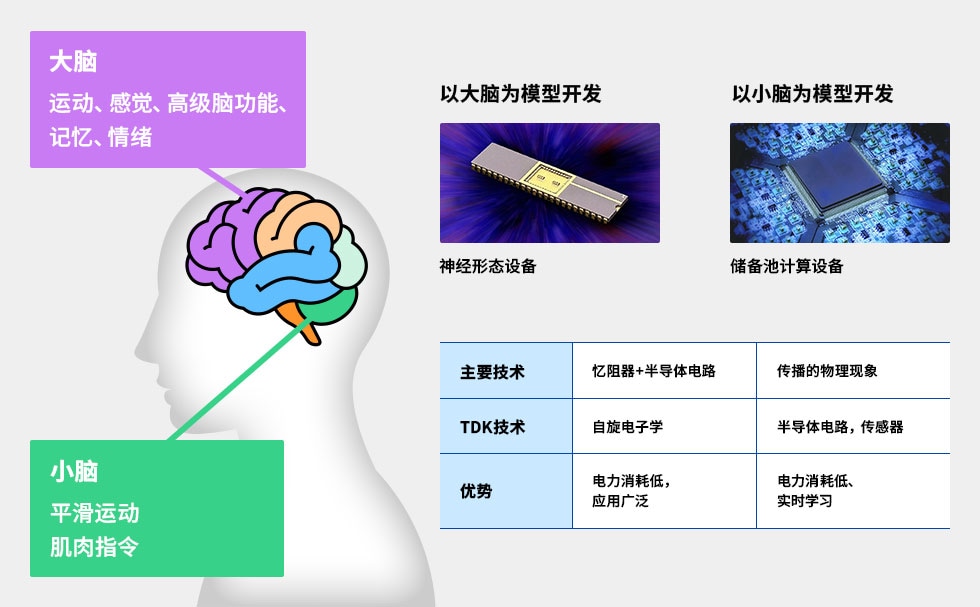 模拟大脑与小脑的装置比较图