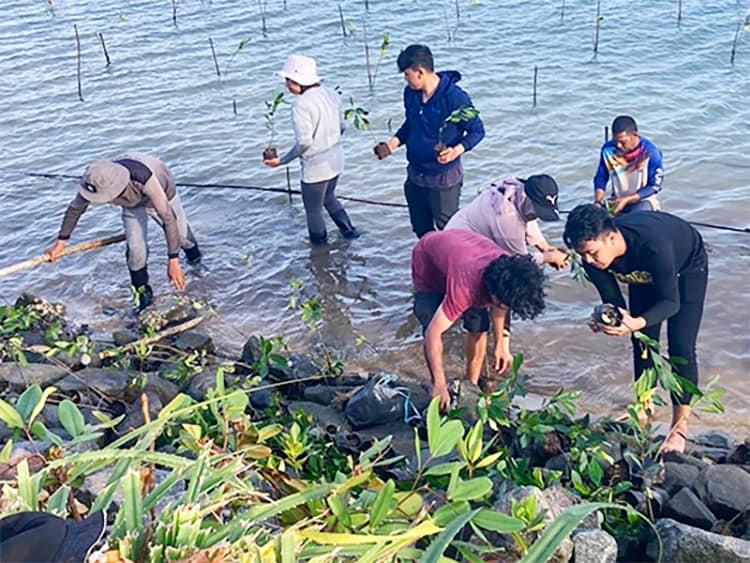 在巴淡岛种植红树林